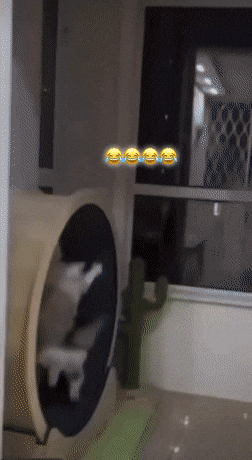 Acid GIFs, March 14 (25 gifs)