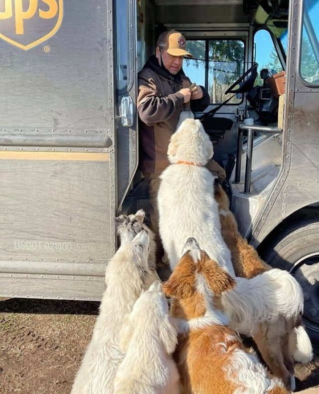 Cute Dogs With Postmen (30 pics)