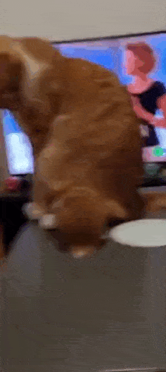 Acid GIFs, March 30 (25 gifs)