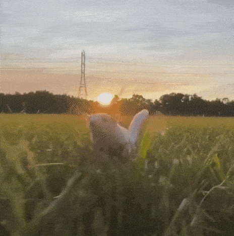 Acid GIFs, March 30 (25 gifs)