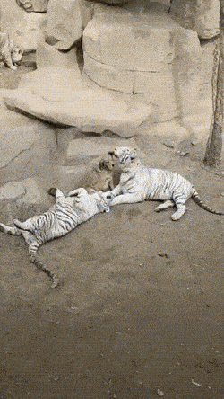 Acid GIFs, March 30 (25 gifs)