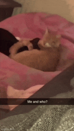 Acid GIFs, April 3 (25 gifs)
