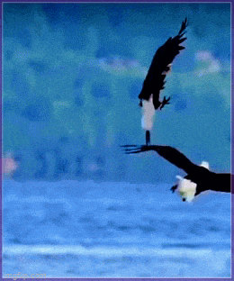 Acid GIFs, April 4 (25 gifs)