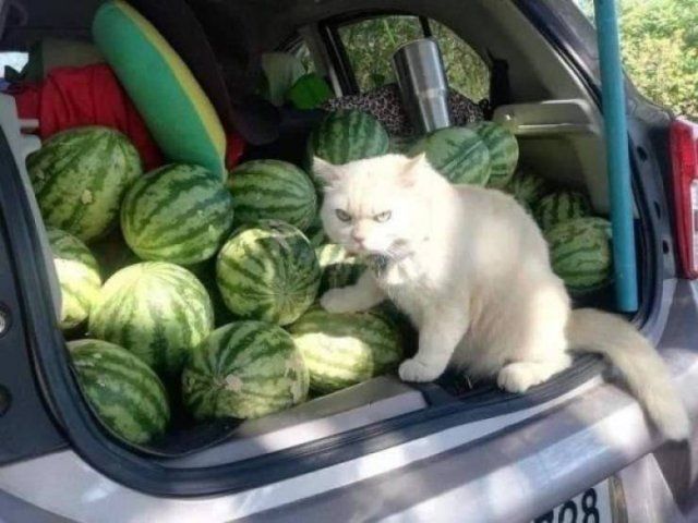 Funny Animals (46 pics)