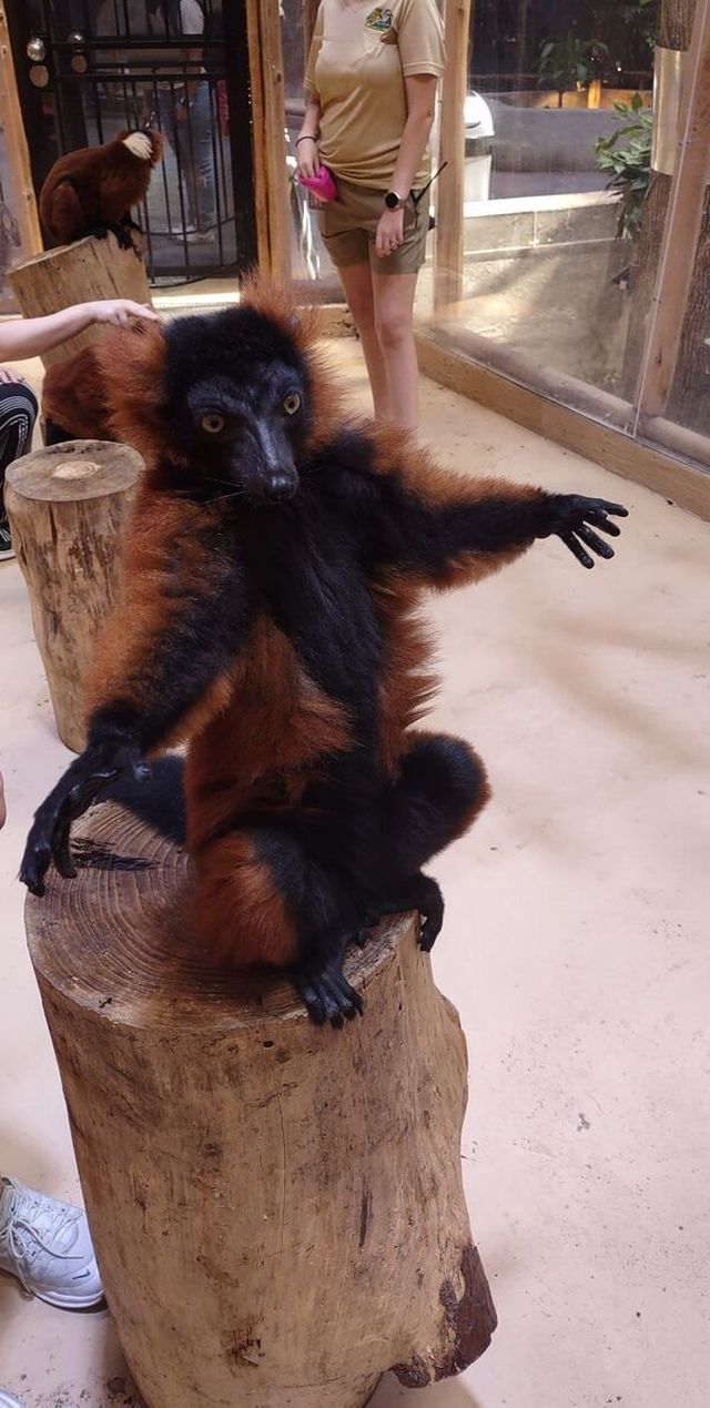 Funny Animals (49 pics)