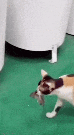 Acid GIFs, April 7 (25 gifs)