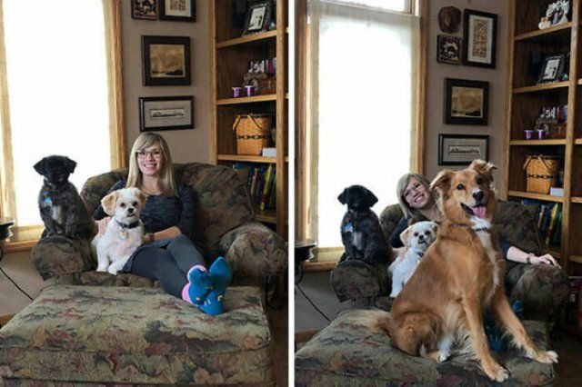 Funny And Jealousy Pets (49 pics)