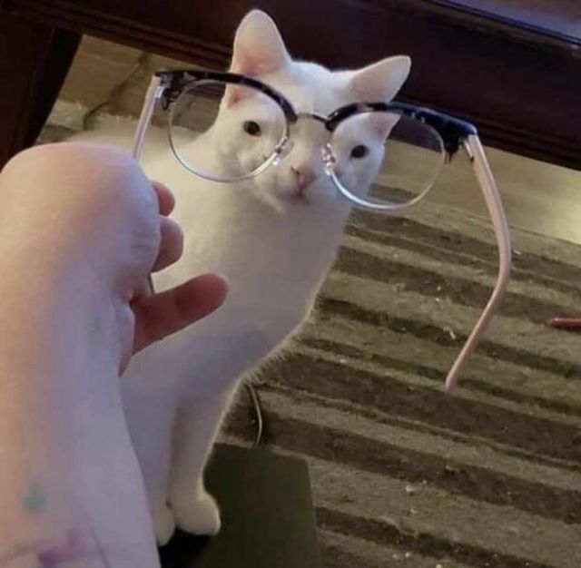 Cute Cats (30 pics)
