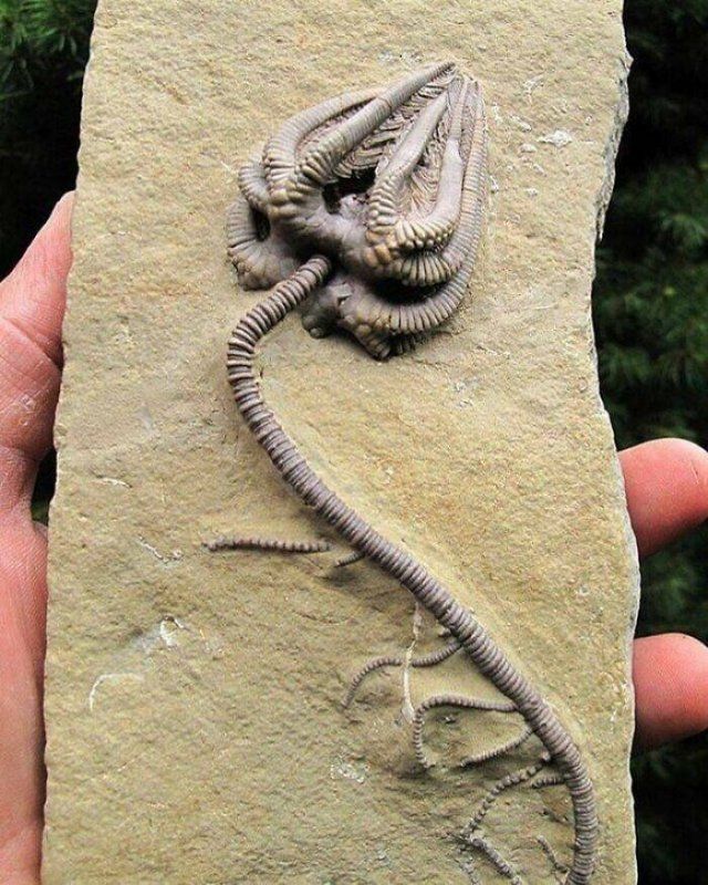 Terrible Creatures From The Distant Past (23 pics)