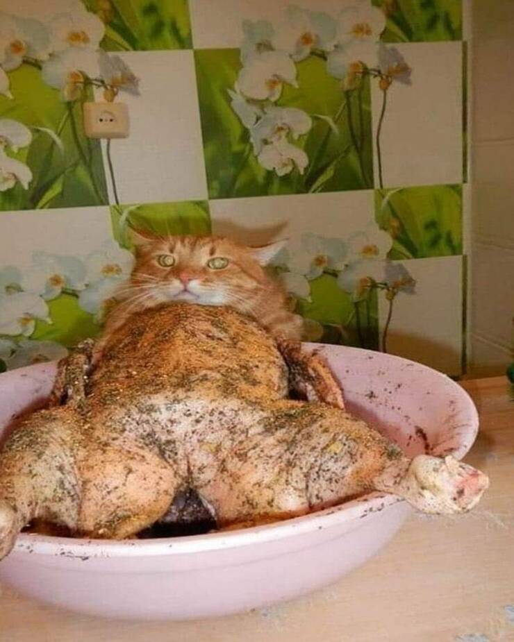 Daily Pictures. Part 2 (66 pics)