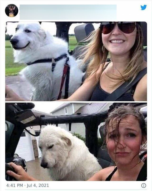 Funny And Cute Dogs (50 pics)