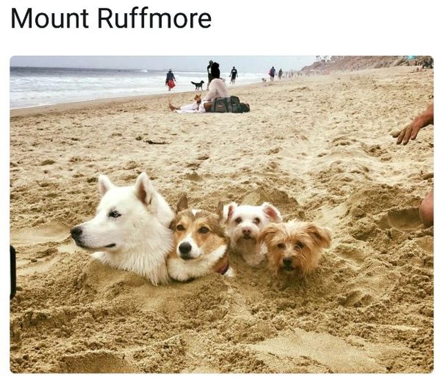 Good Boys (20 pics)