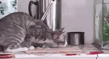Acid GIFs, April 20 (25 gifs)