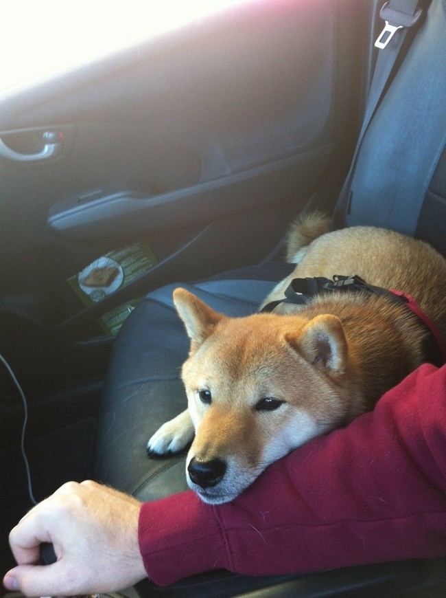 Funny And Cute Pets (19 pics)