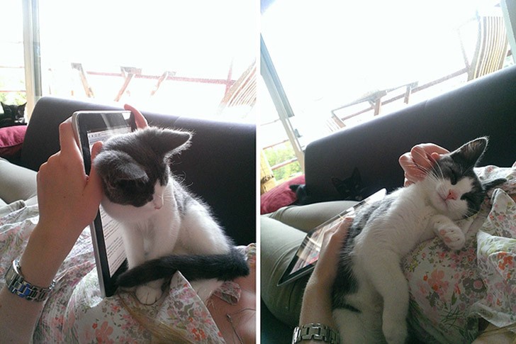 Funny And Cute Pets (19 pics)