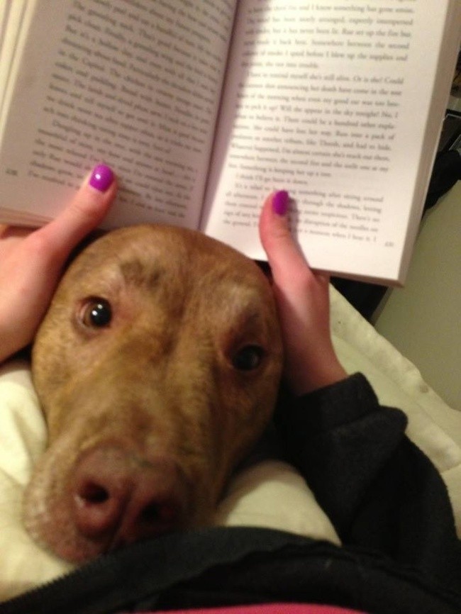 Funny And Cute Pets (19 pics)