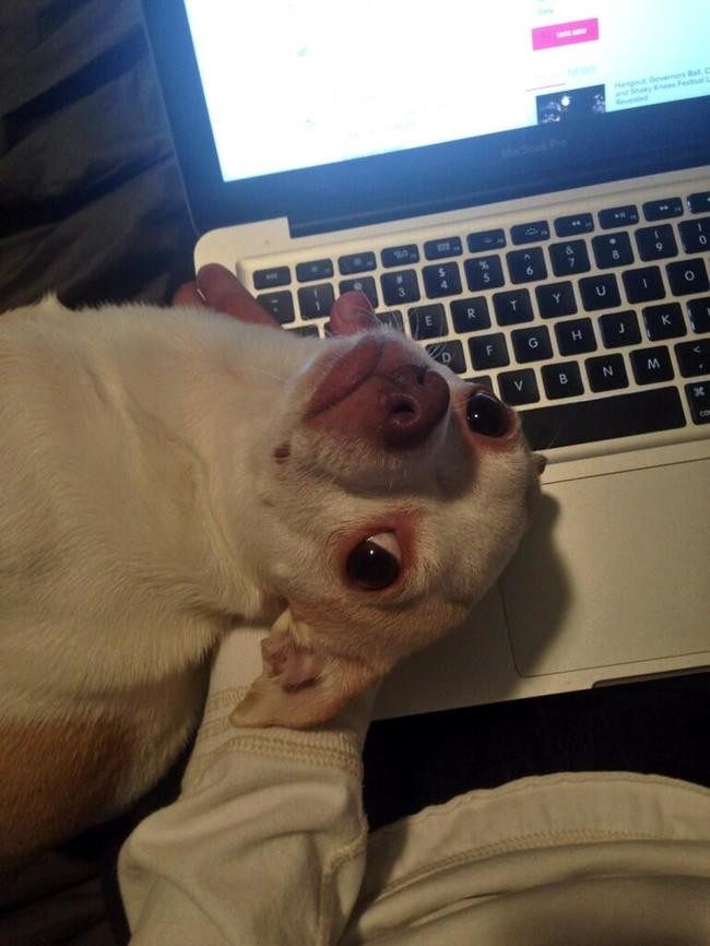 Funny And Cute Pets (19 pics)