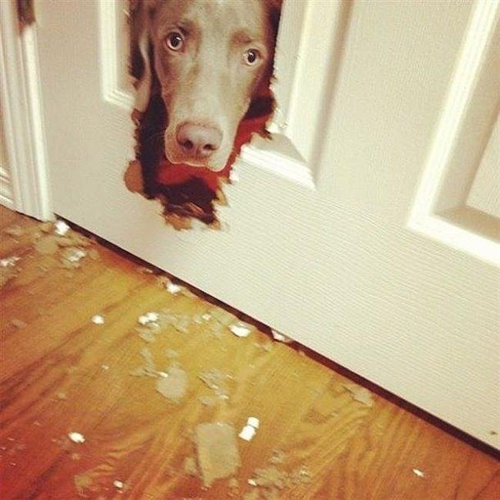 Funny And Cute Pets (19 pics)
