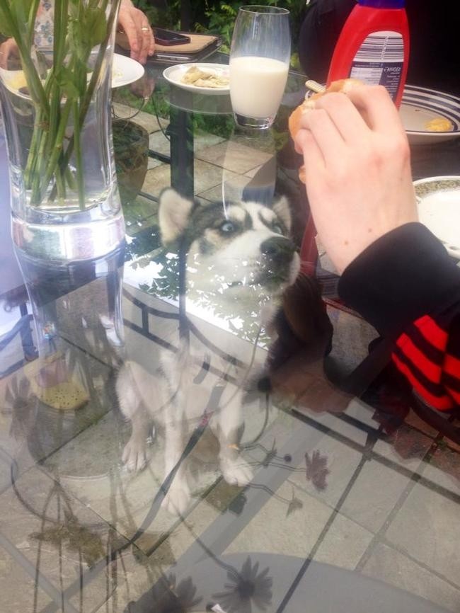 Funny And Cute Pets (19 pics)