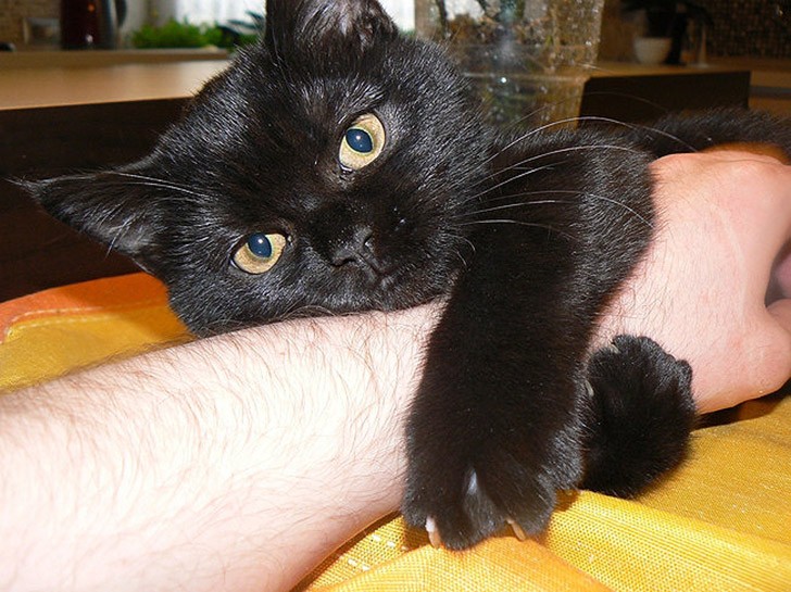 Funny And Cute Pets (19 pics)