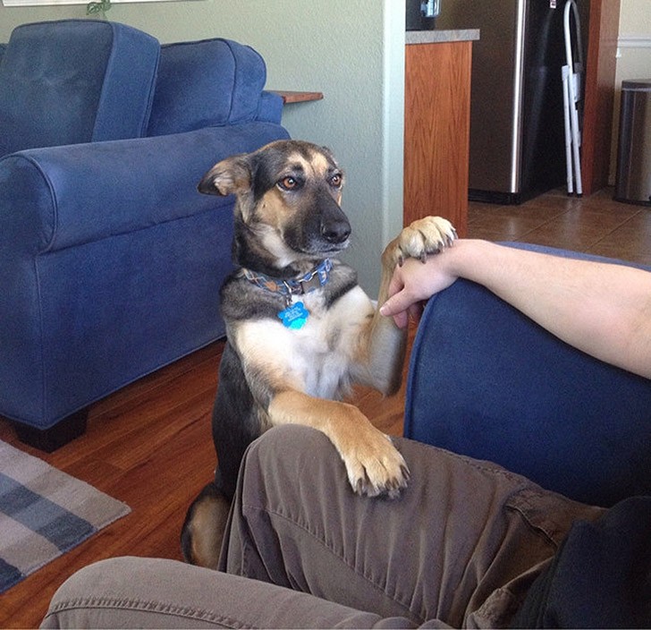 Funny And Cute Pets (19 pics)