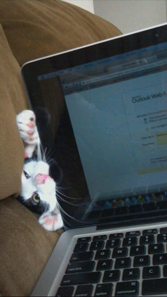 Funny And Cute Pets (19 pics)