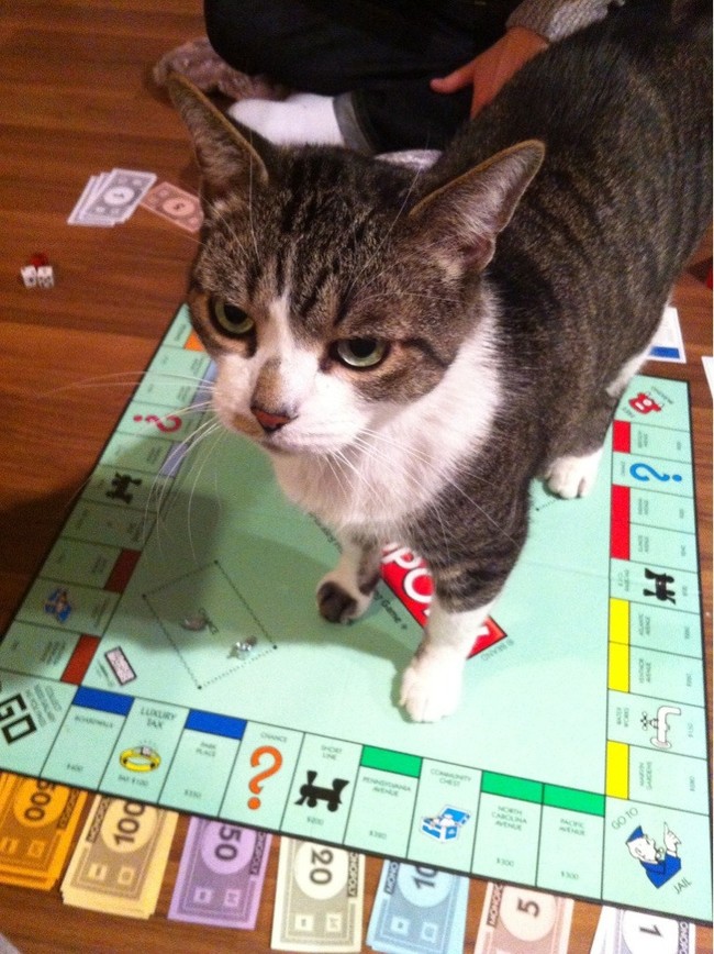 Funny And Cute Pets (19 pics)