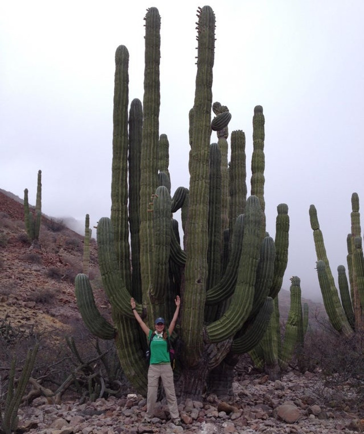 Giant Things (19 pics)