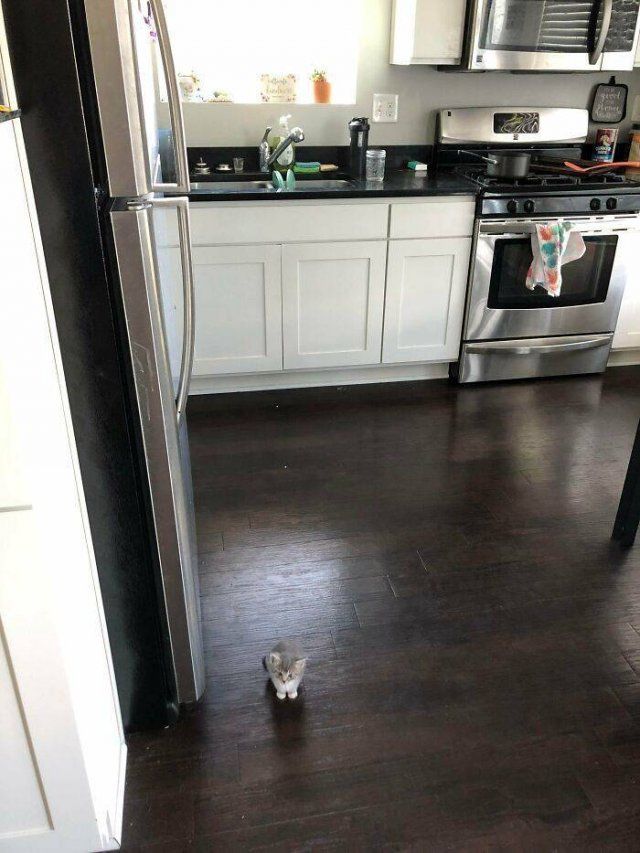 Very Small Kittens (50 pics)
