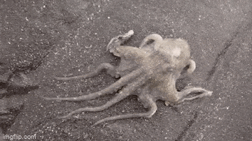 Acid GIFs, April 27 (25 gifs)