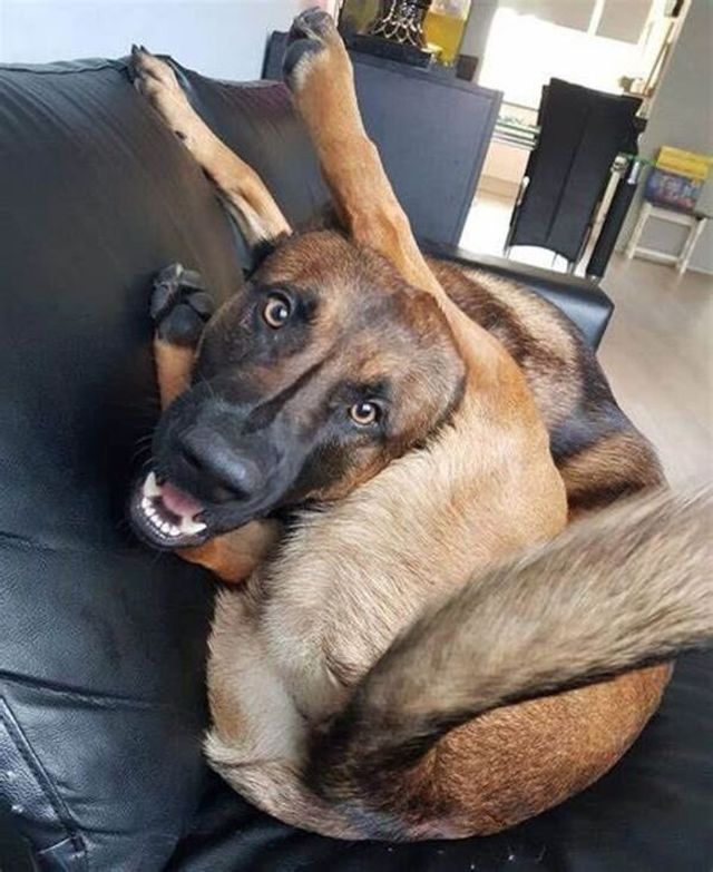 Good Boys (29 pics)
