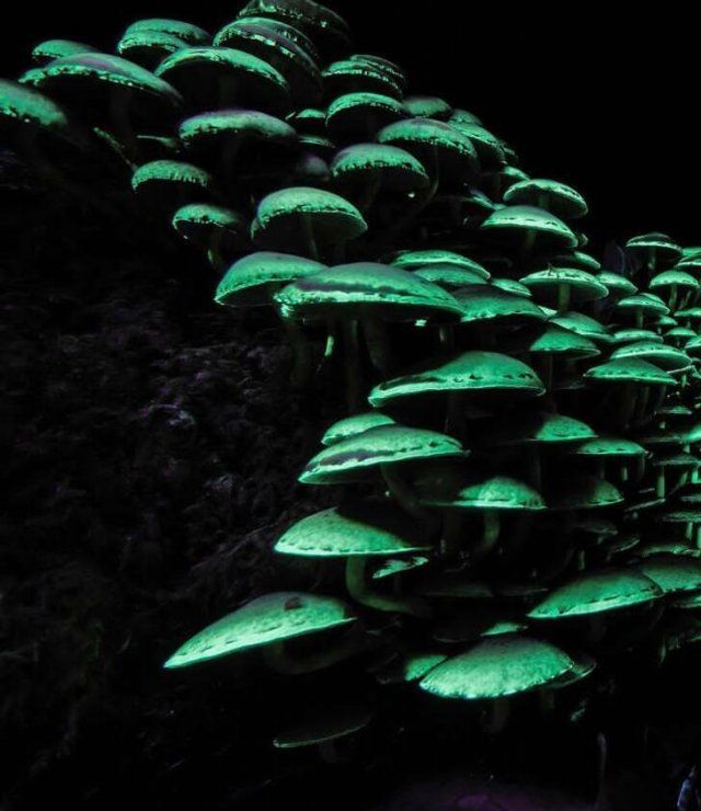 Amazing Nature (31 pics)