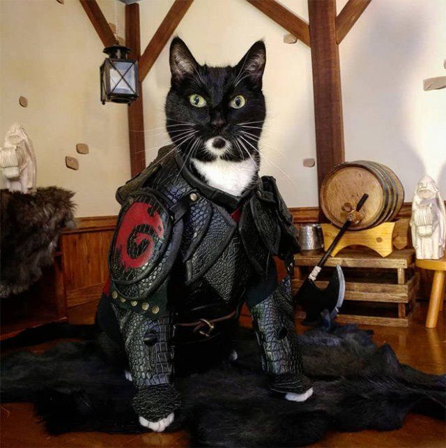 Funny Cats In Battle Armor (21 pics)