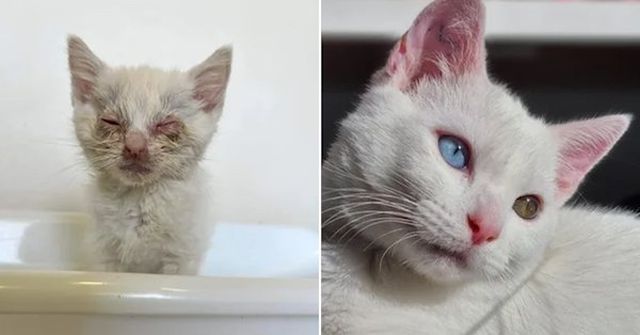 Animals Before And After Adoption (30 pics)