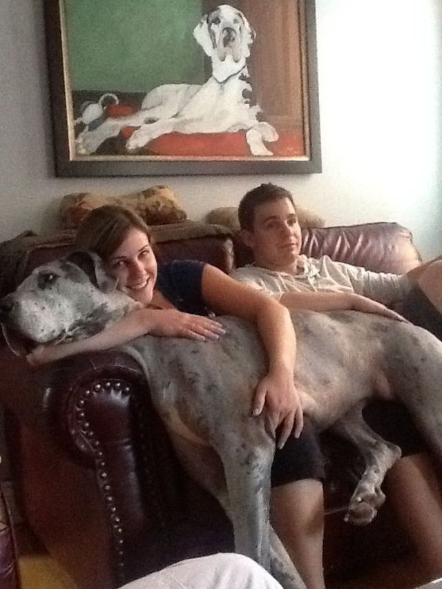 Very Big Dogs (30 pics)