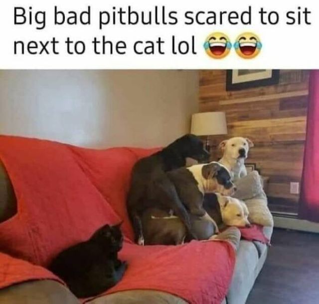 Cute Cats (44 pics)