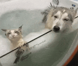 Acid GIFs, May 4 (25 gifs)