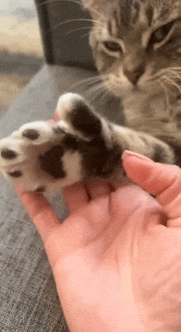 Acid GIFs, May 4 (25 gifs)