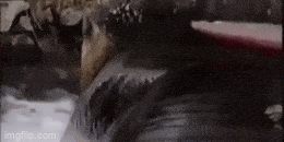 Acid GIFs, May 4 (25 gifs)