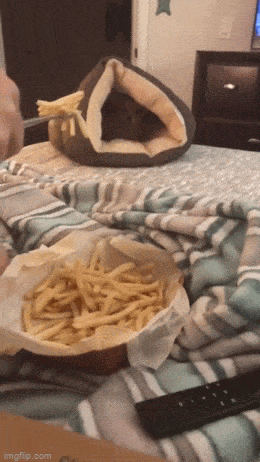 Acid GIFs, May 4 (25 gifs)