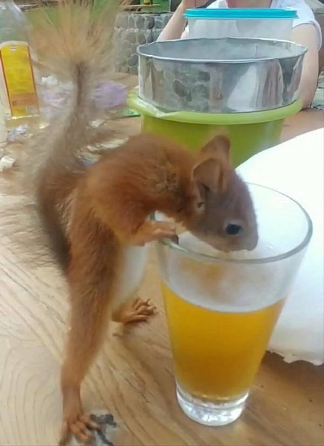 Funny Animals (59 pics)