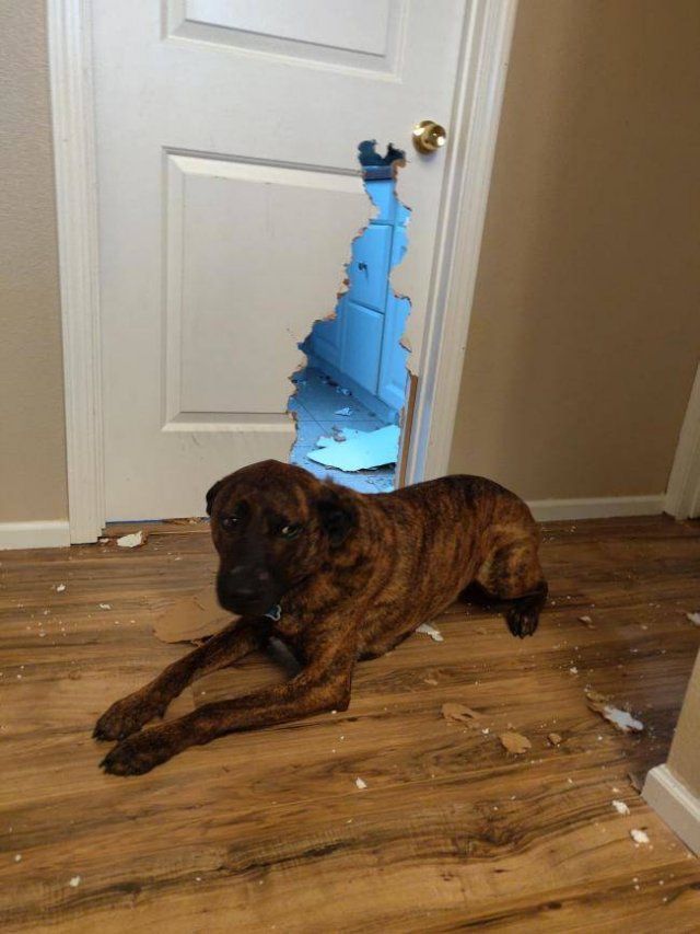 Dogs "Criminals" (30 pics)