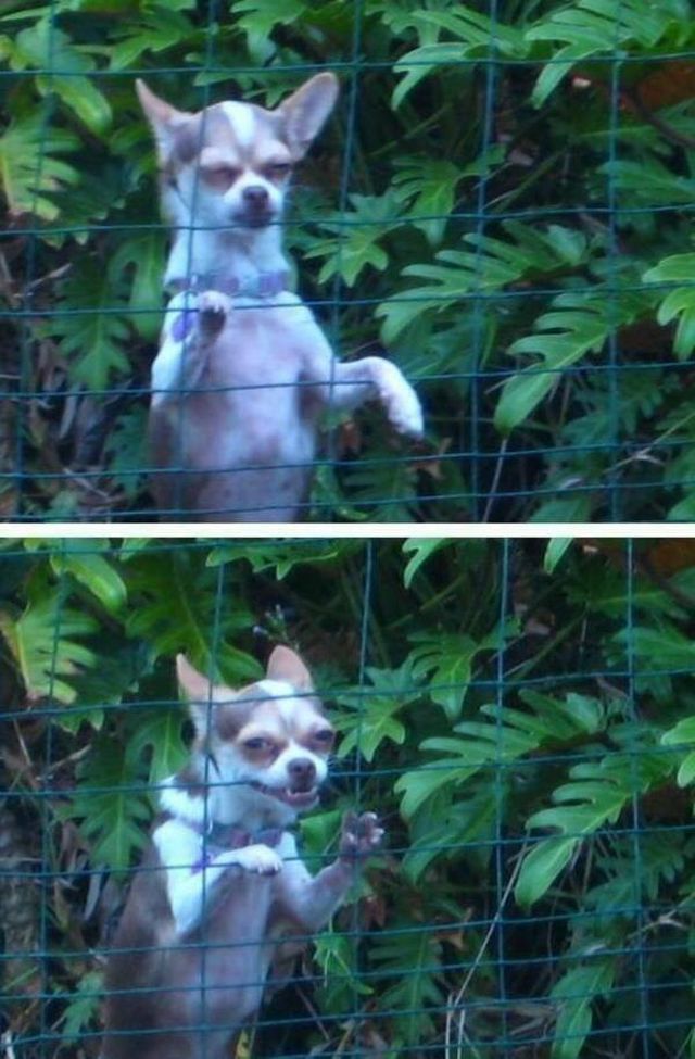 Funny Animals (48 pics)
