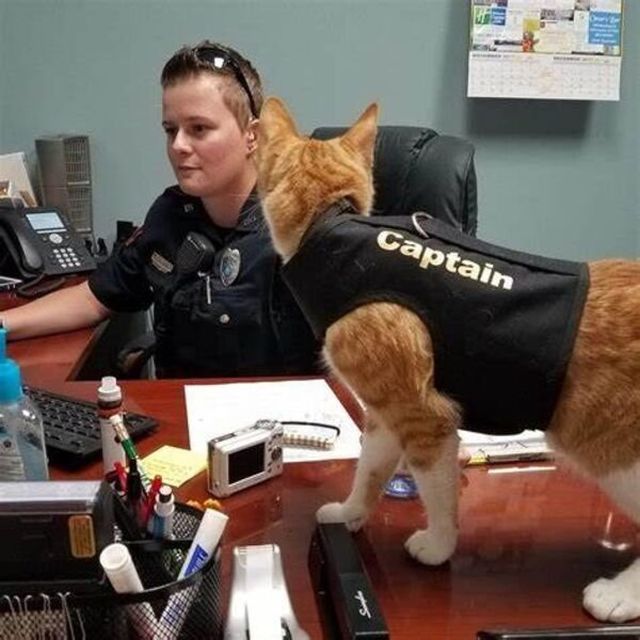 Cute And Funny Cats (26 pics)