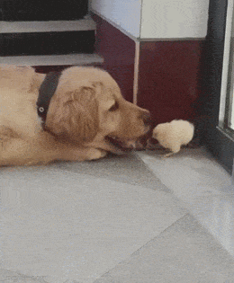 Acid GIFs, May 9 (25 gifs)