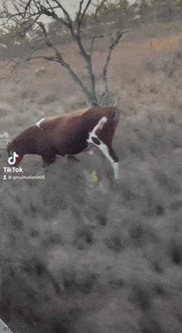 Acid GIFs, May 9 (25 gifs)