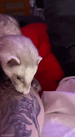 Acid GIFs, May 9 (25 gifs)