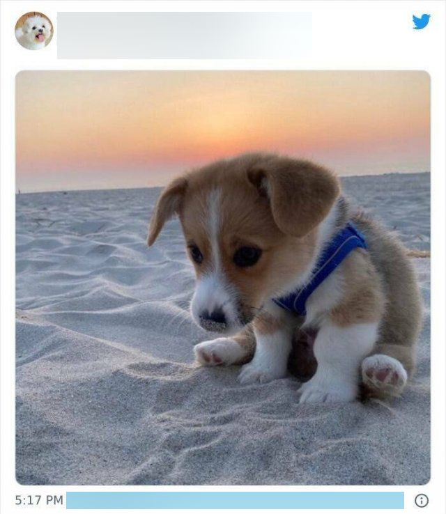 Cute Dogs (25 pics)