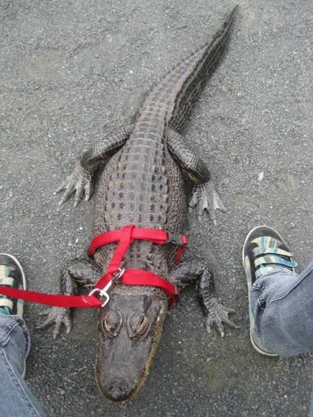 Odd Photos From Australia (39 pics)