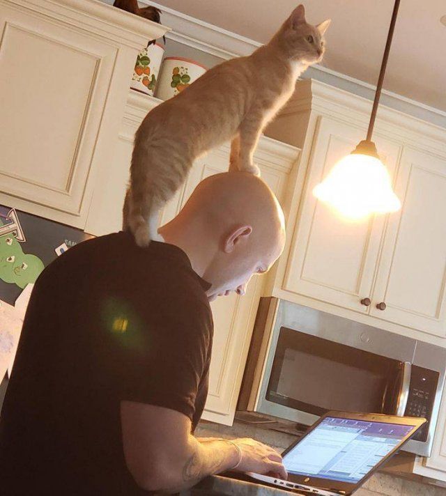 Funny And Cute Pets (22 pics)